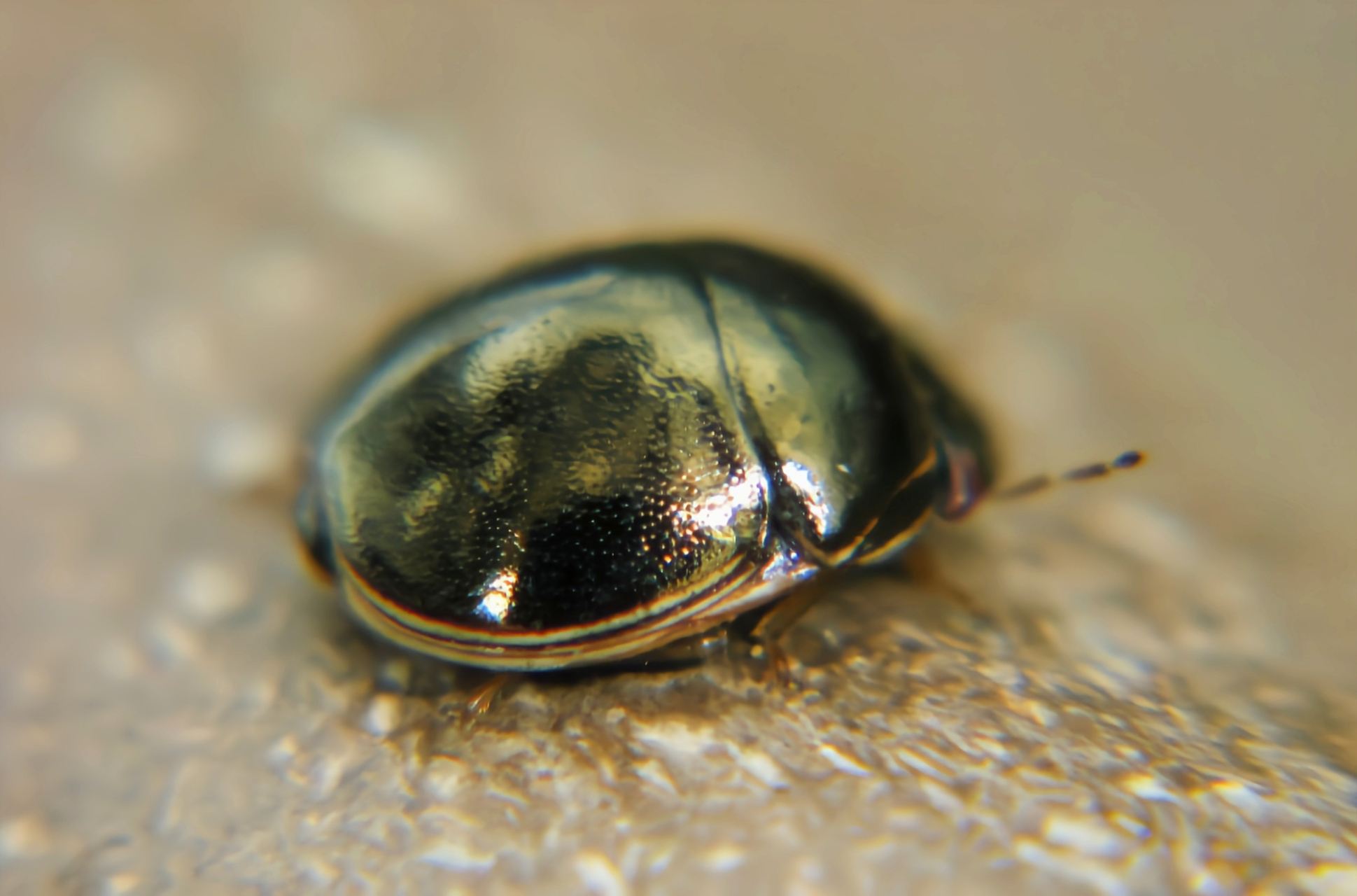 圆蝽科昆虫多数危害各种农物作物,尤其