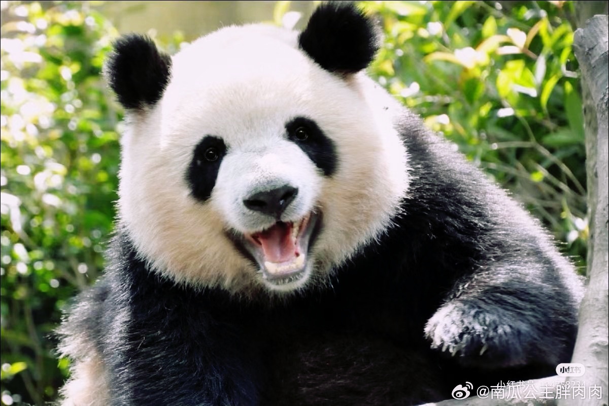 大熊猫肉肉的笑容,倾国倾城