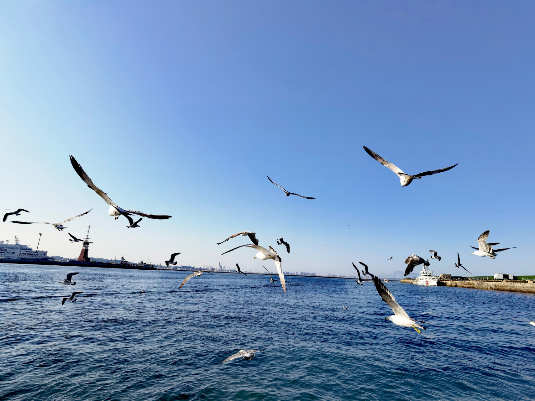 最美大海海鸥图片图片