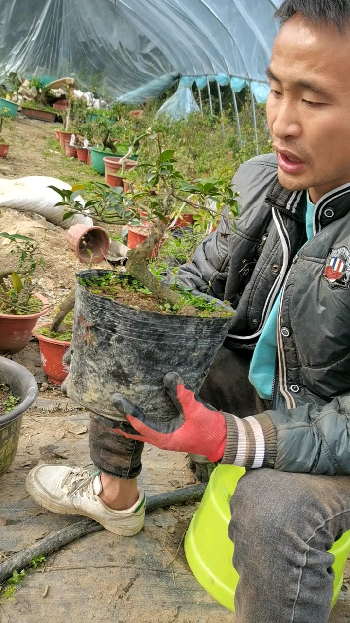 花芽很多的金弹子原生母本小桩-度小视