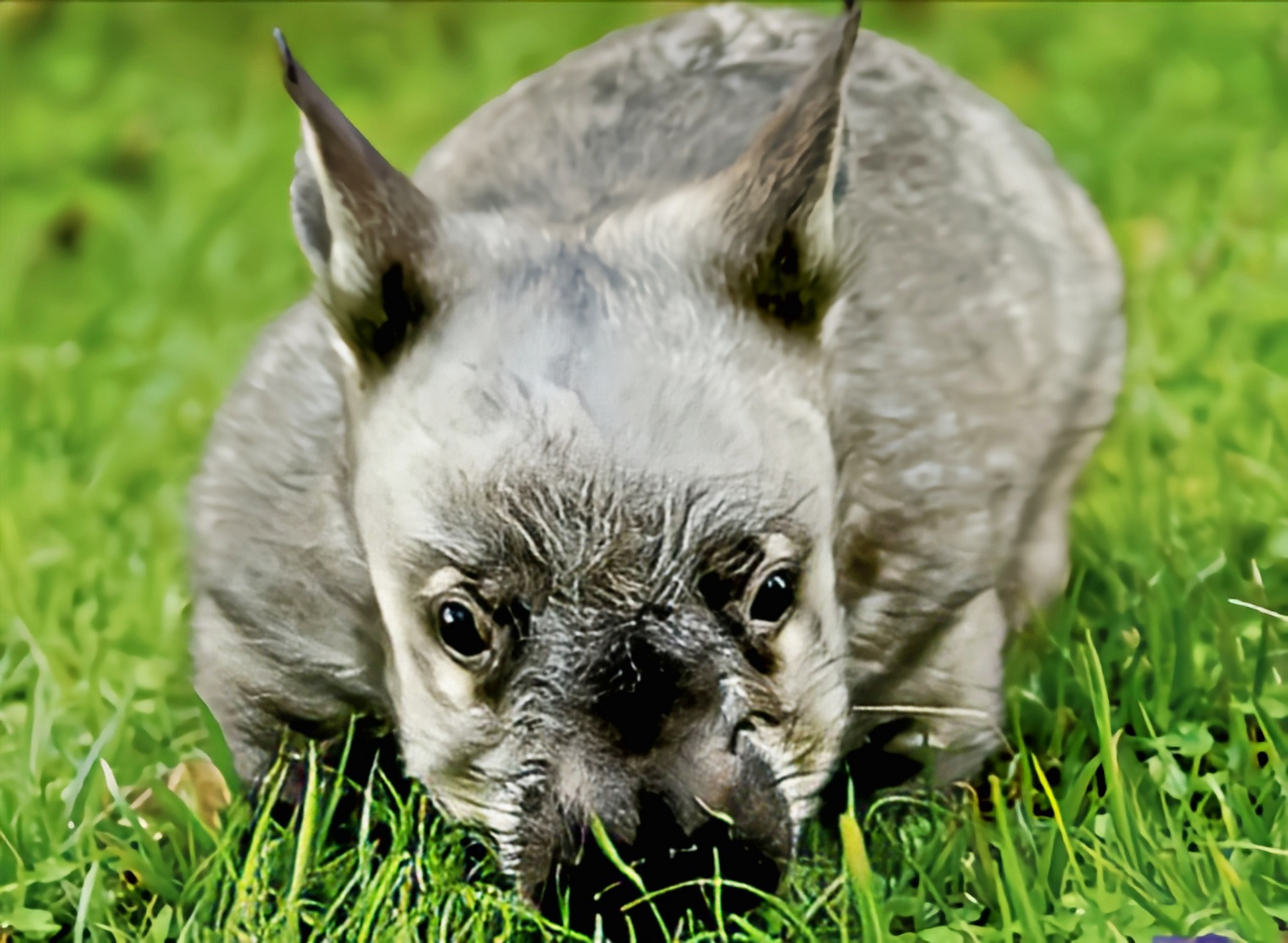 每天认识一种动物——宽鼻袋熊 宽鼻袋熊别名南部毛鼻袋熊生活在