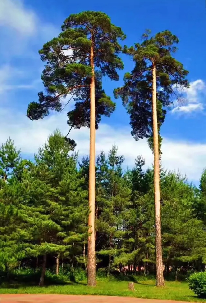 这就是所谓的美人松吧