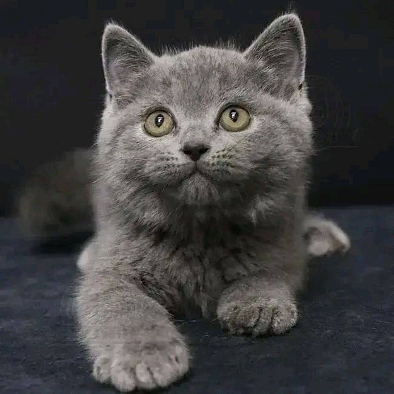 我女儿养了一只灰色的猫,名字叫珊珊,她特别喜欢珊珊,一起睡觉,一起去