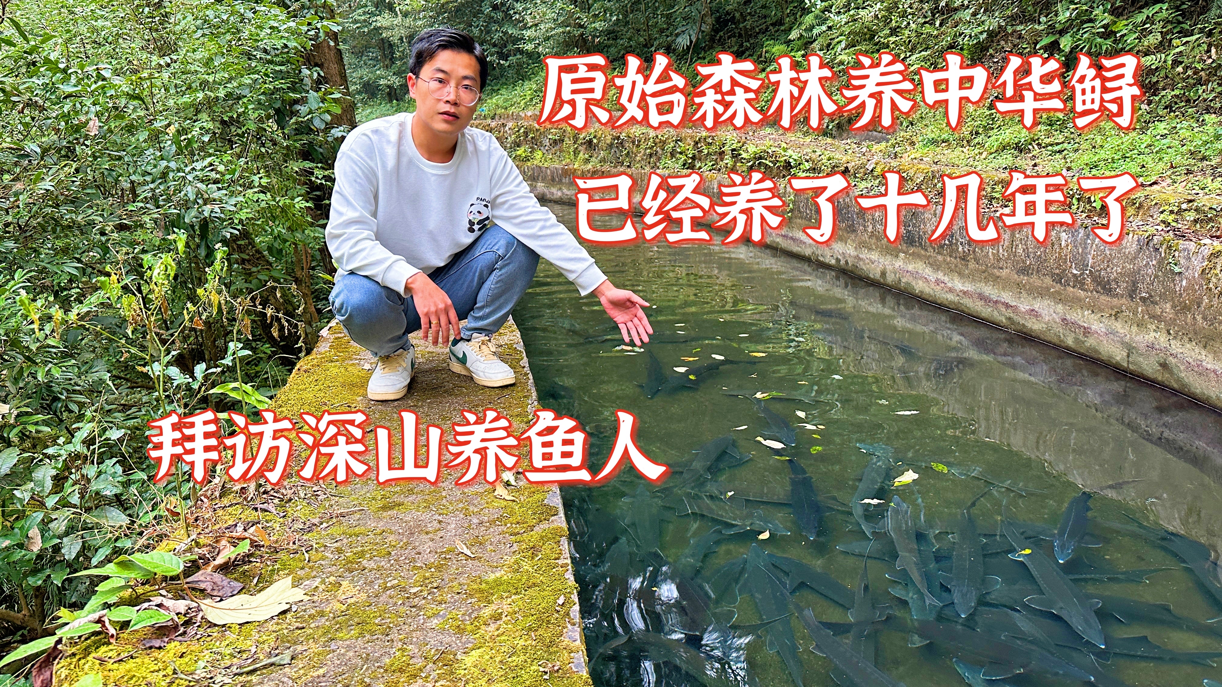 深山小溪养鱼第六天,去拜访养殖中华鲟的大佬。想不到养得这么好