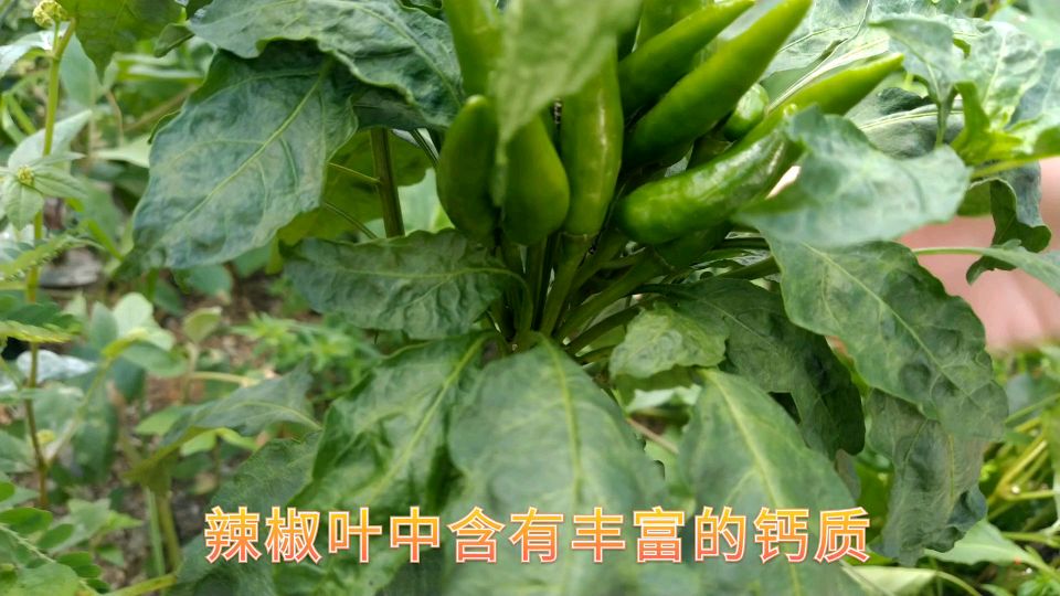 辣椒叶以后别再扔了,比辣椒还贵,可惜知道的人太少,快收藏