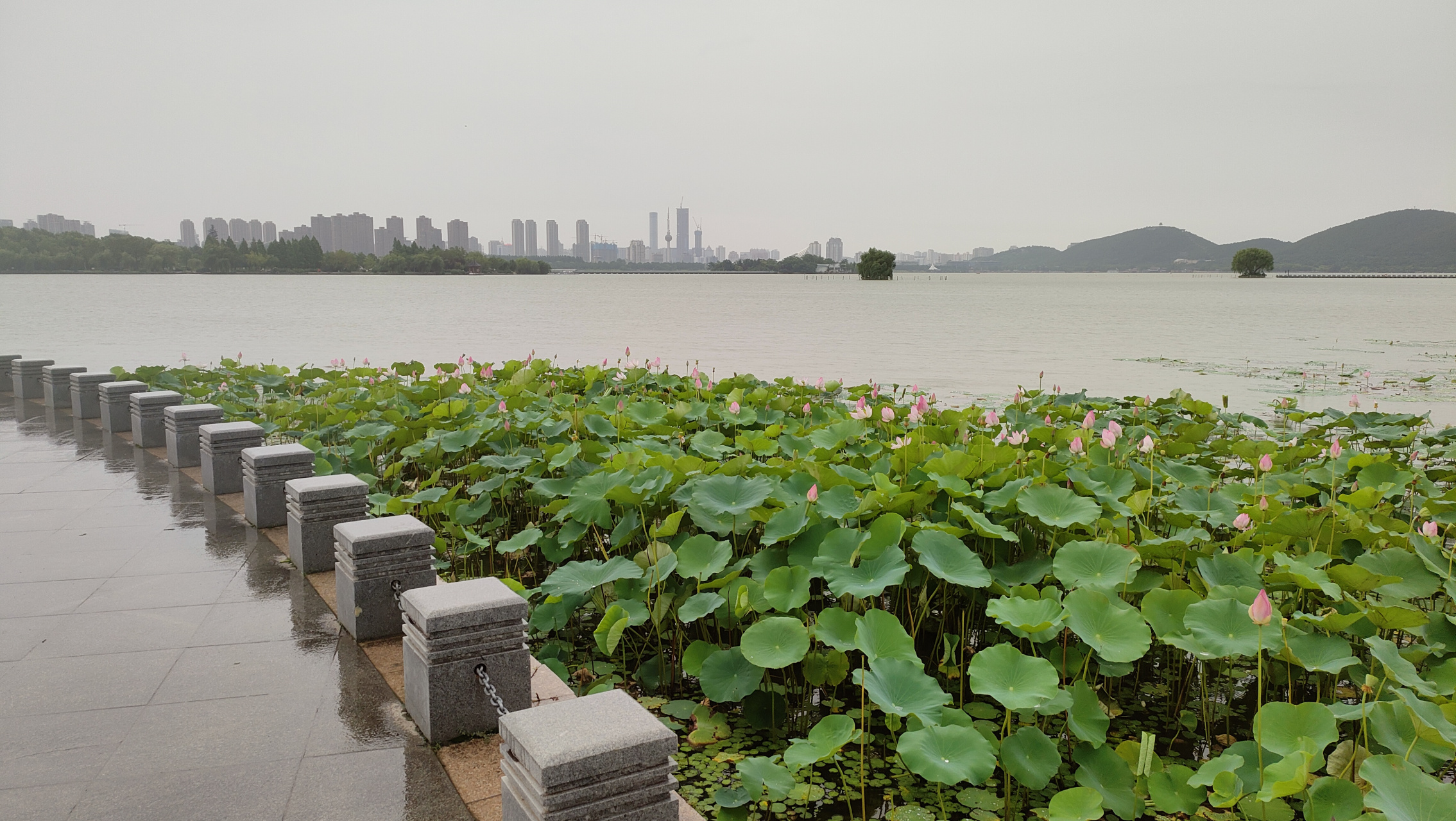 云龙湖荷花图片