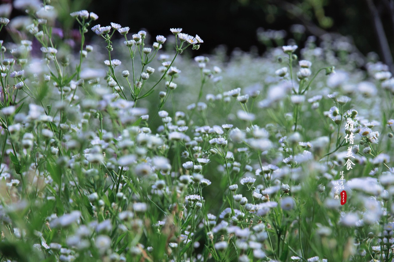 俗称"瞌睡草",又叫"牙肿消",农村荒地常见,却是多功能药材