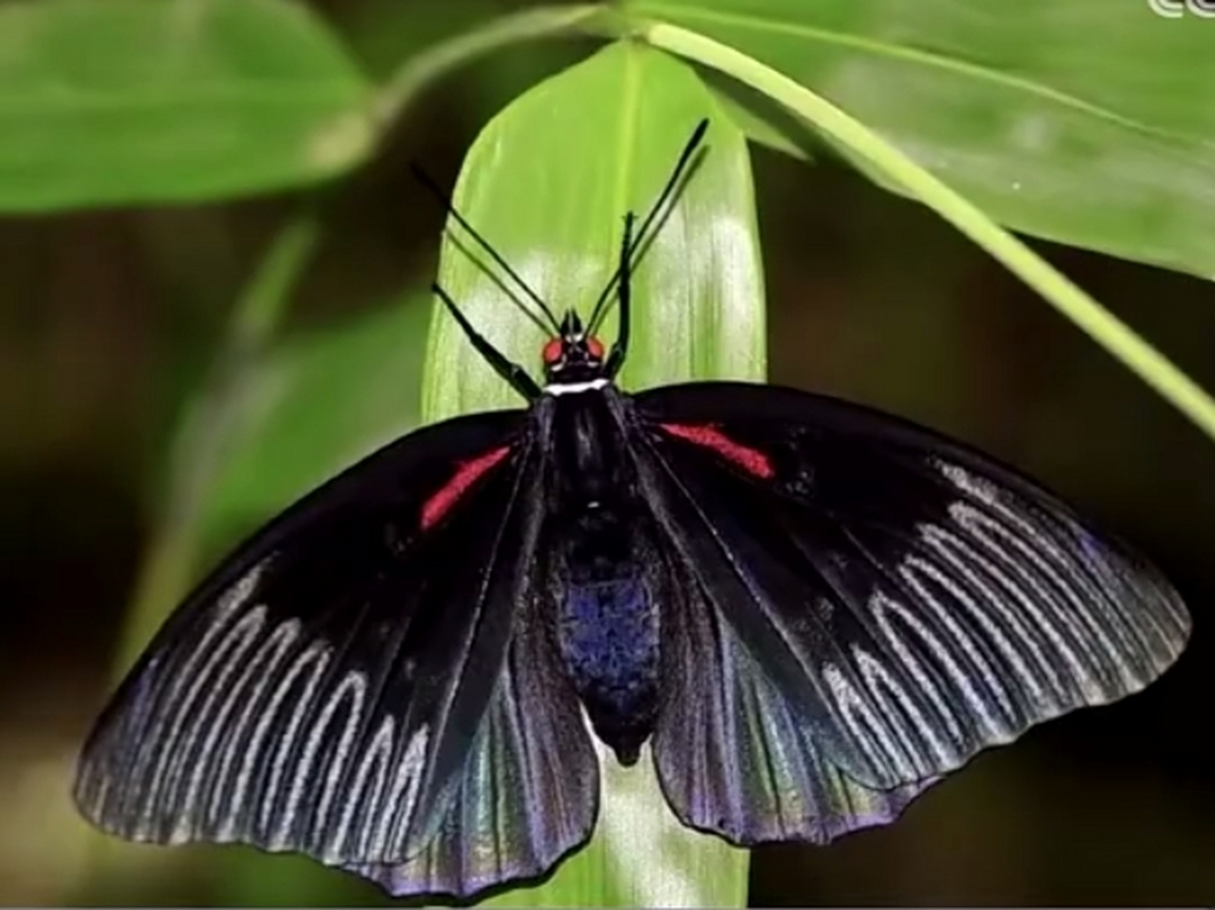 黑紫蛱蝶图片