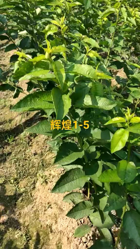 辉煌1-5大樱桃苗,黄色系大樱桃新优品种,个大,丰产,硬度高!