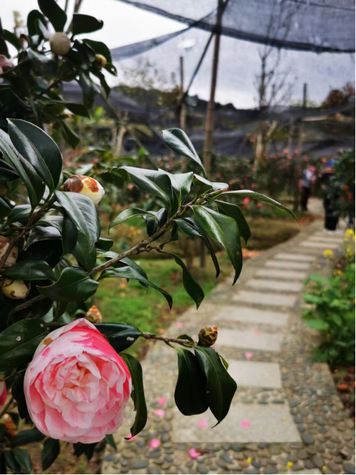 春有約花不誤之從化阿婆六茶花谷