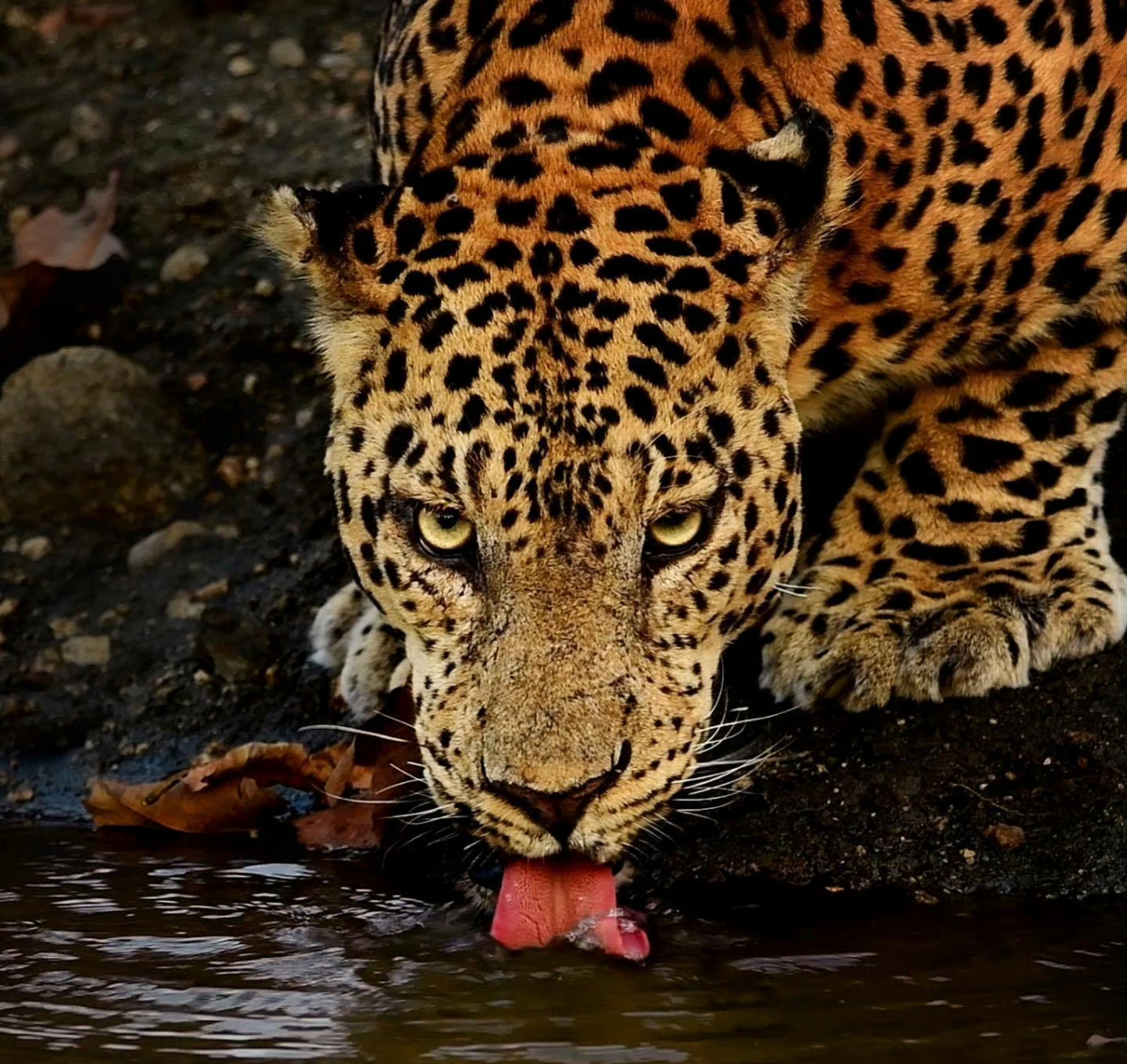 顶级压迫感【insmithunhphotography】 来自顶级猎食动物的压迫感.