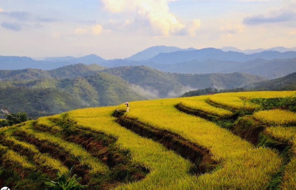 广东梅州坪山梯田,虽没元阳名气大,但四季景观各异,颇有特色