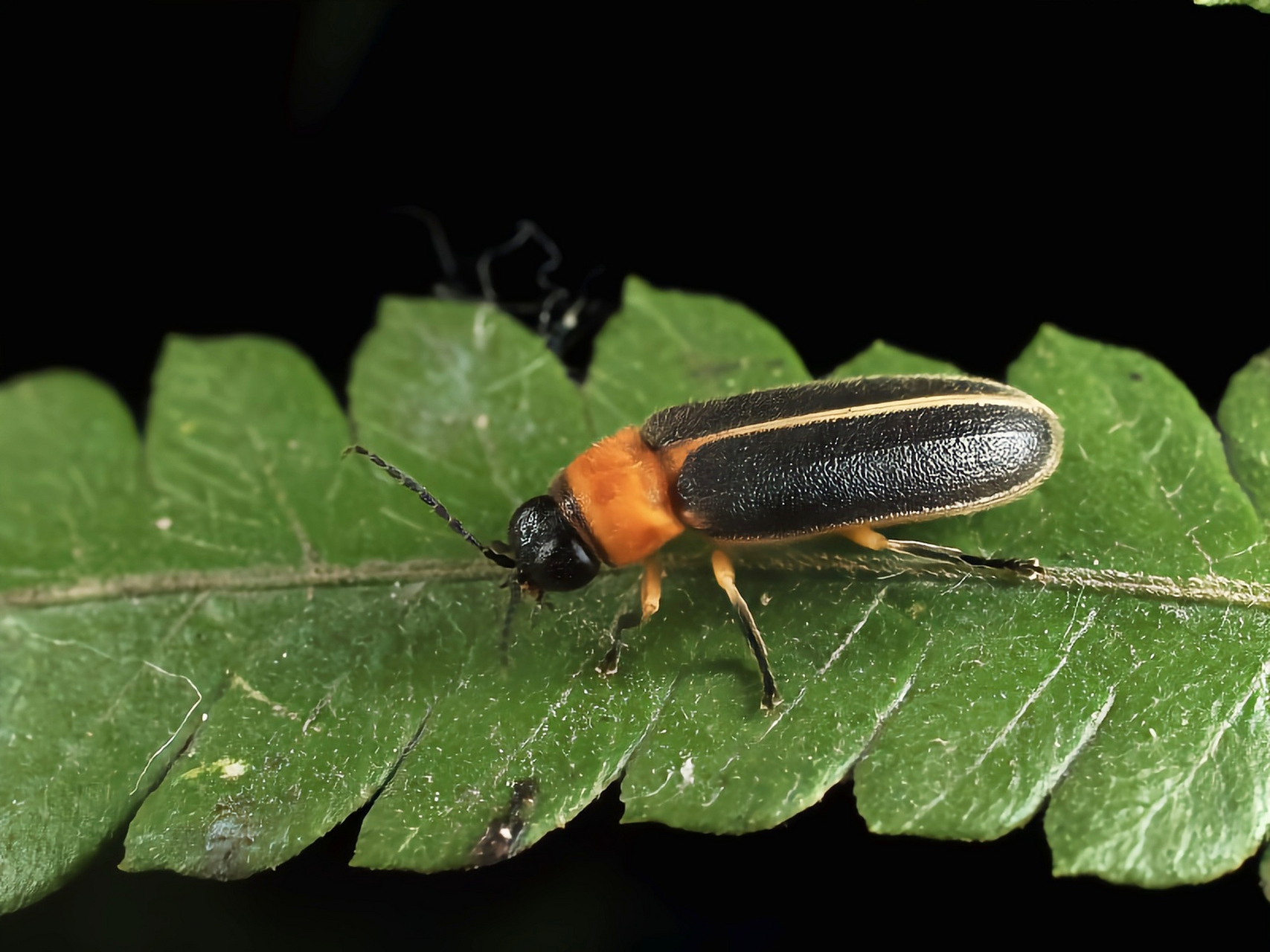 黄缘萤 黄缘萤是鞘翅目,萤科昆虫,是我国比较常见的会发光的萤火虫