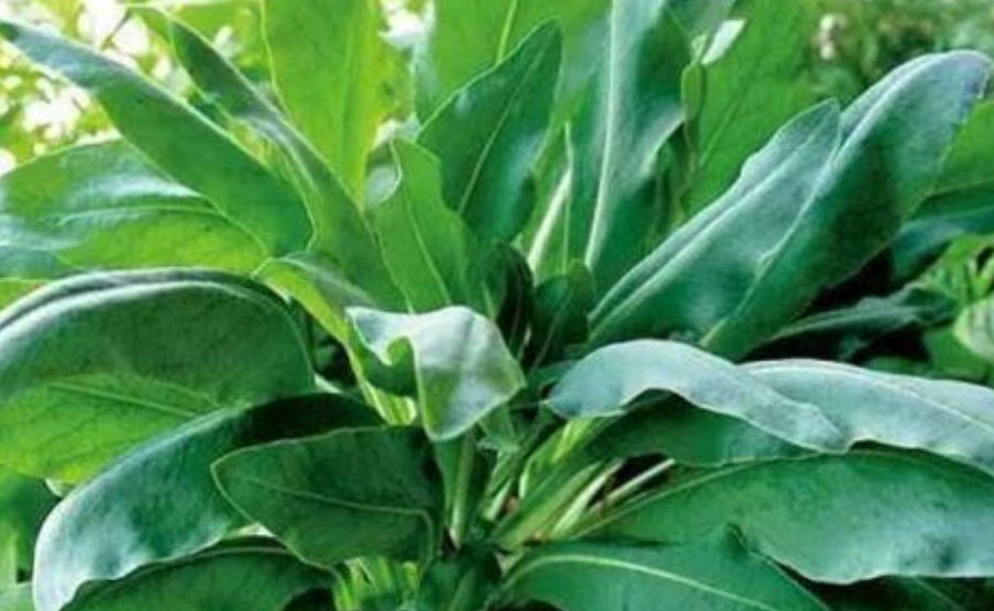 奥斯曼是什么植物