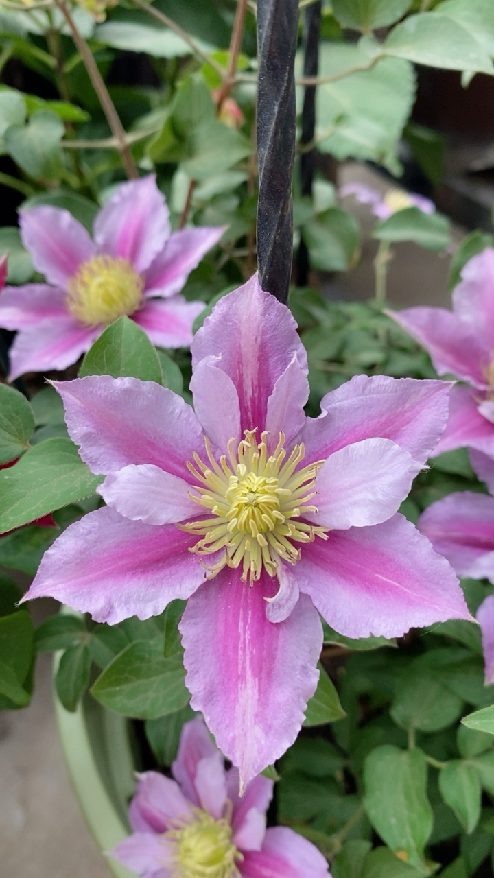 铁线莲!努比亚,小鸭