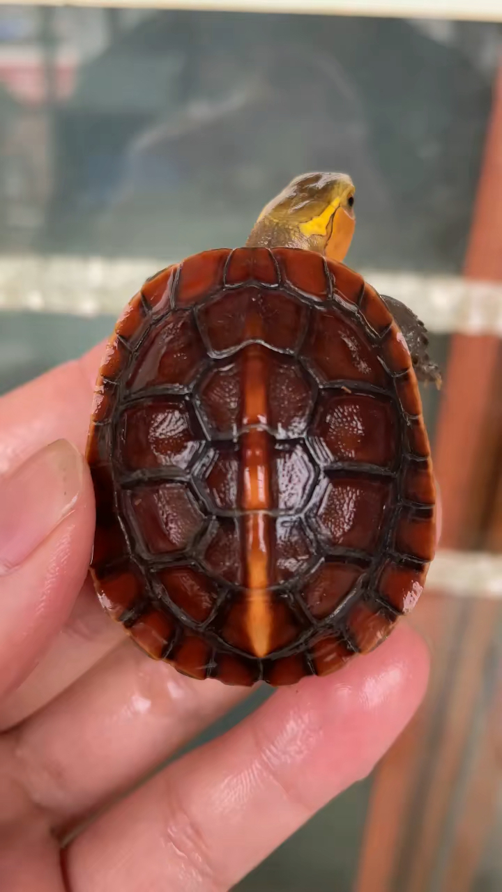 稀少品相,血红安缘小规格