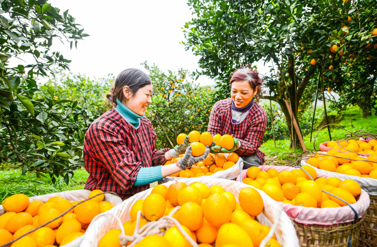 为提高农民收入,增加农村居民收入,可提出哪些建议?