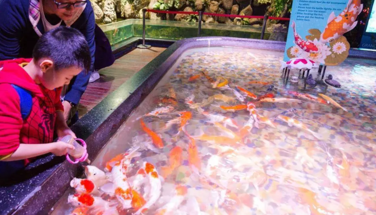 奶嘴鱼是训练出来的吗?