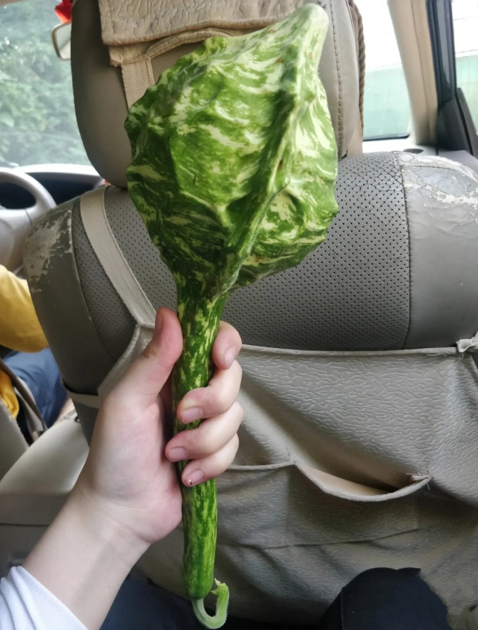这长得像流星锤一样的东西是什么瓜?