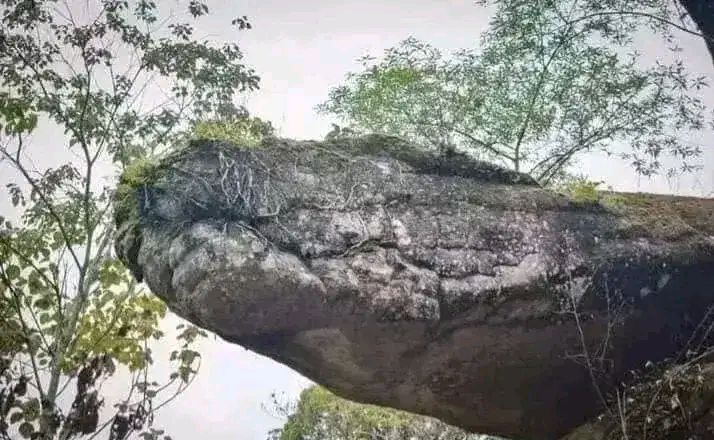 震惊!这是一条白垩纪史前巨蛇的化石!