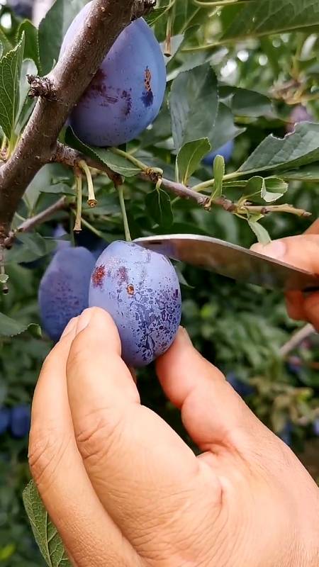 西梅蓝蜜李子苗 果肉离核 耐寒抗旱品种 分枝量充足 丰产性强