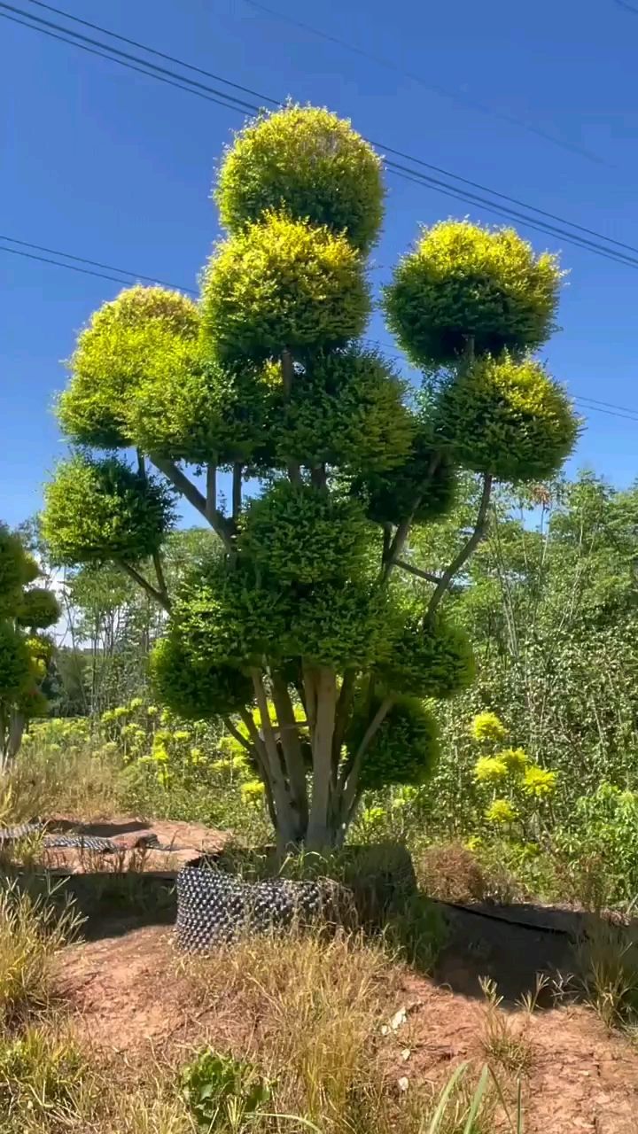 亮晶女贞球造型树桩四季常青不落叶适合庭院别墅农家小院栽植