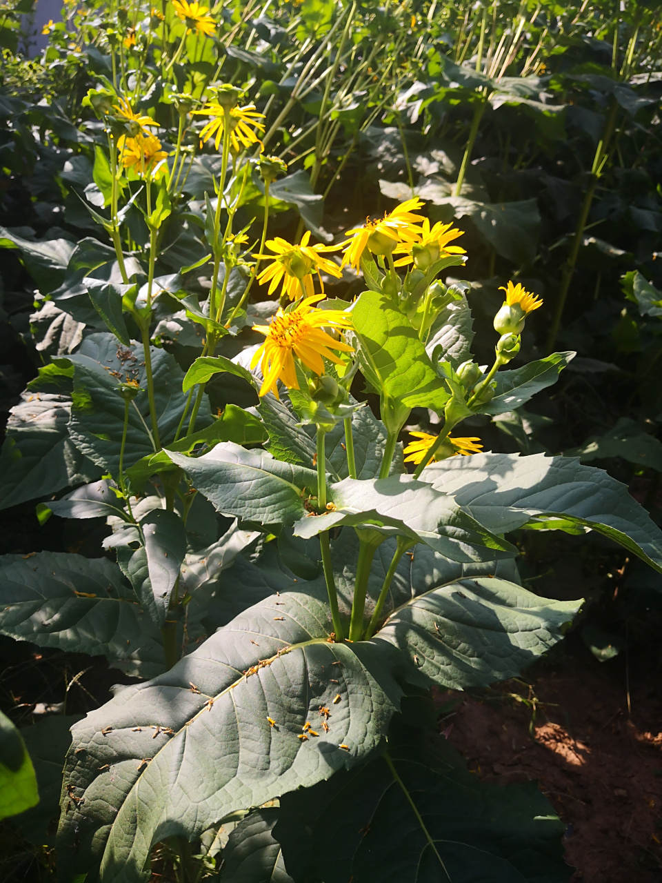 假期vlog大赏# 华夏神菊富含超氧化歧化酶sod