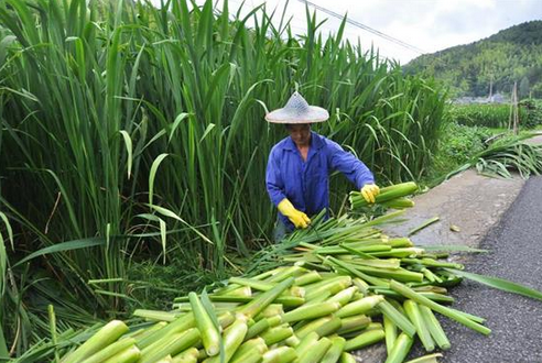 乡野间的野菜一年四季都有,常见但你不一定都认识,看你吃几种?