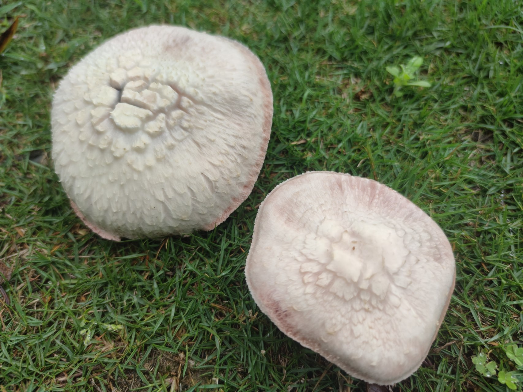 福建雨后蘑菇有多奇特