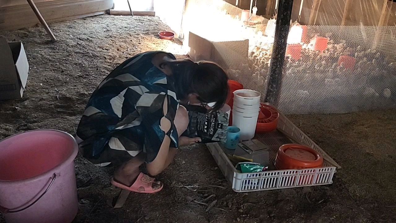 农村大姐创业养鸡,大姐教你,大蒜素养鸡的功效与作用