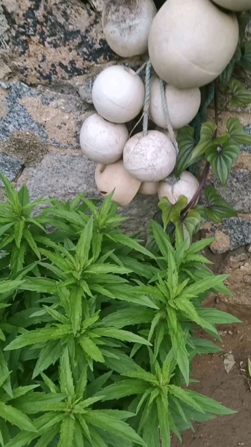 斩龙剑草,蛇龙剑草,是蛇盘疮等环形,恶性毒疮的克星