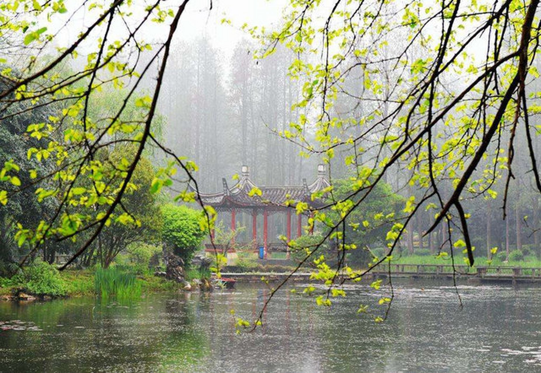 "  细雨轻风寄思念 …  " 6767 #沐风教育# #传统文化# #摄影