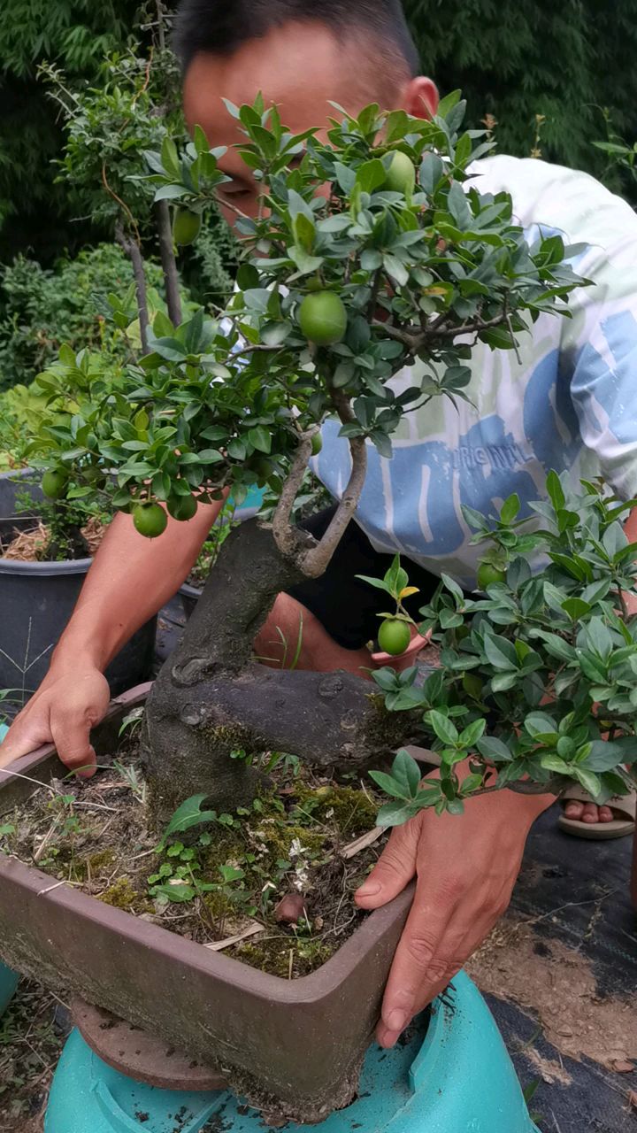 金弹子原生灯泡果老桩