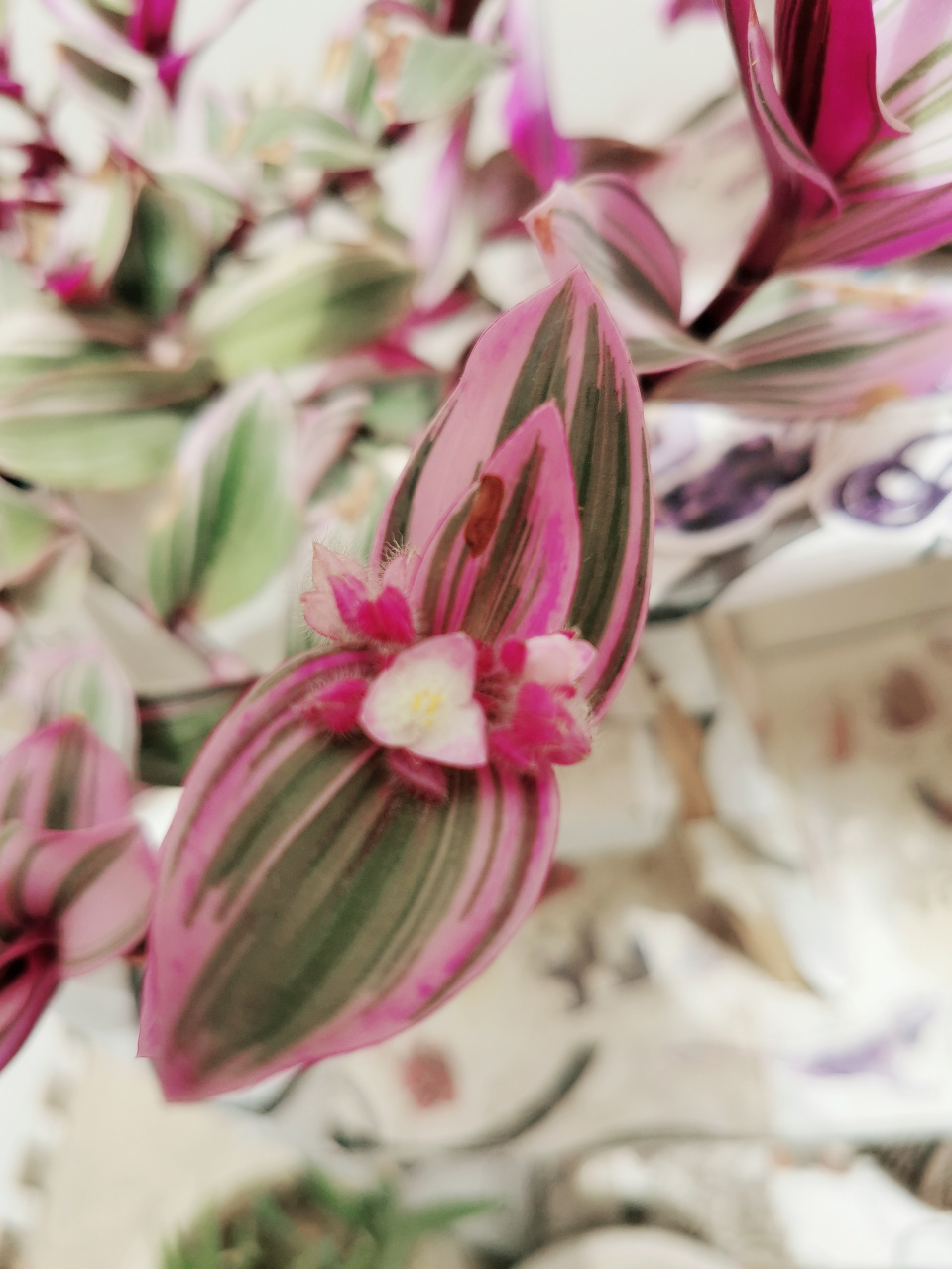 油画婚礼开花了,本来就买了一小盆,现在我已经有四大盆,扦插就能活.