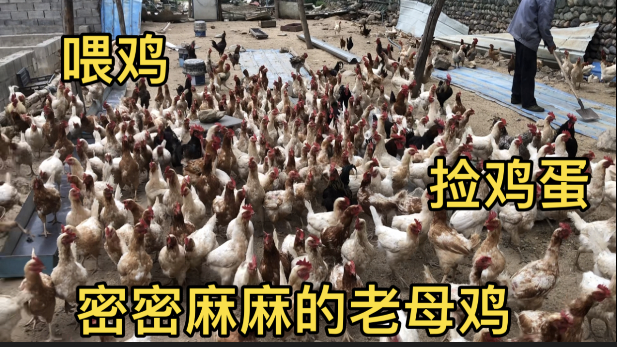 野三坡老李家养的柴鸡这么多,密密麻麻的老母鸡