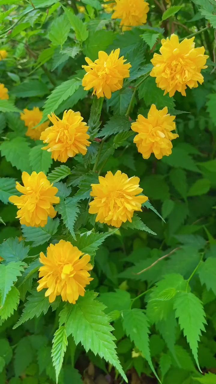 棣棠花怎样搞造型图片