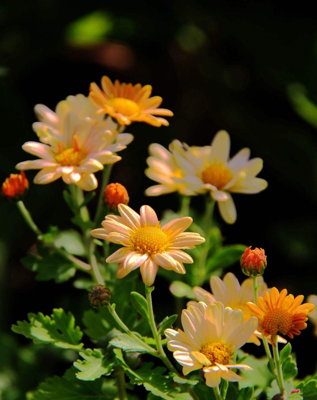 美花分享:夏天的菊花,开的好美 太阳当空照,花儿对我笑.