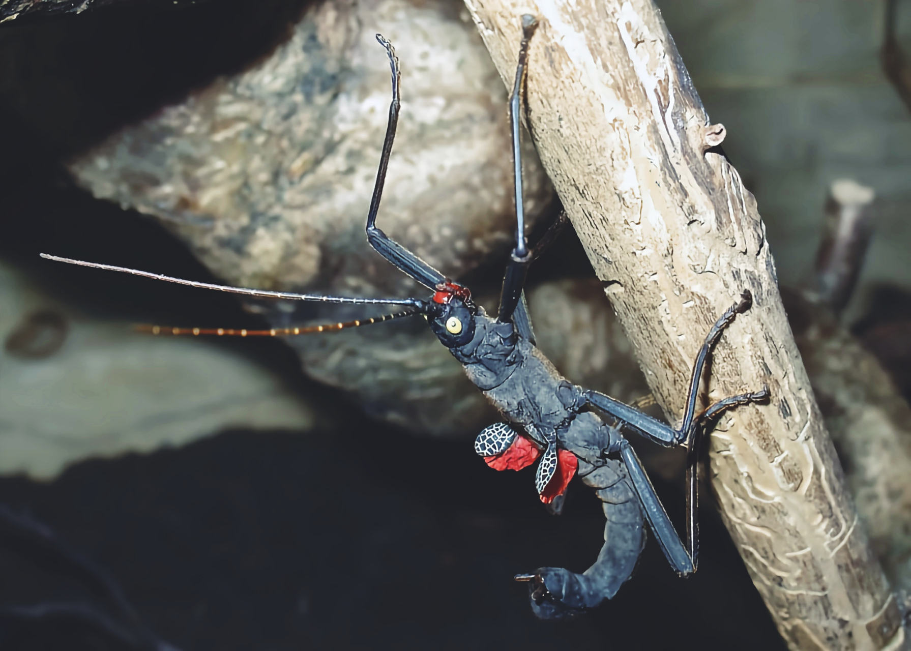每天认识一种昆虫——黑魔鬼竹节虫 黑魔鬼竹节虫原产于秘鲁,体型娇小
