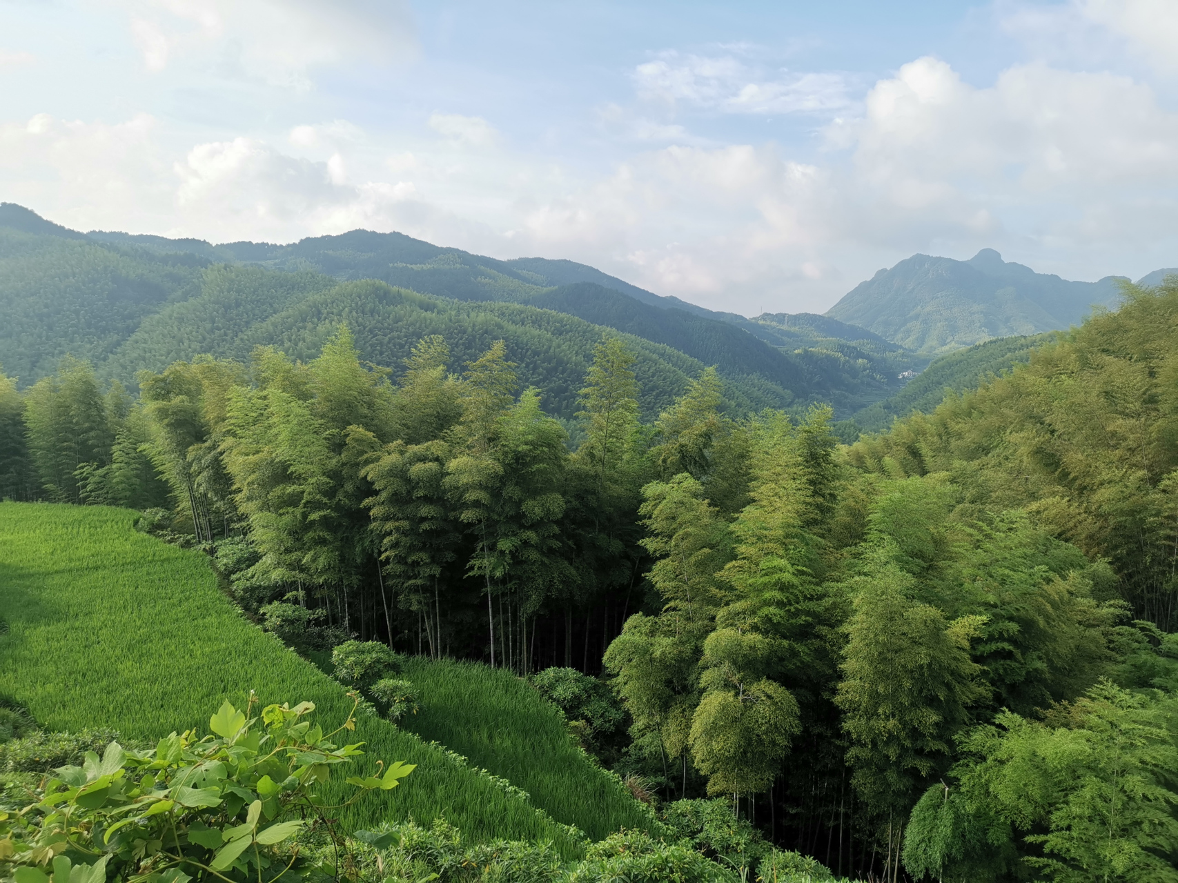 美丽的遂昌高坪茶树坪村的梯田