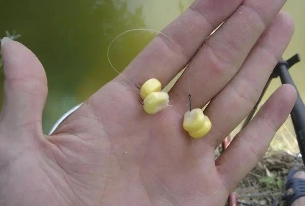 用玉米如何钓草鱼?高手分享垂钓方法和技巧,学会了钓草鱼不再难