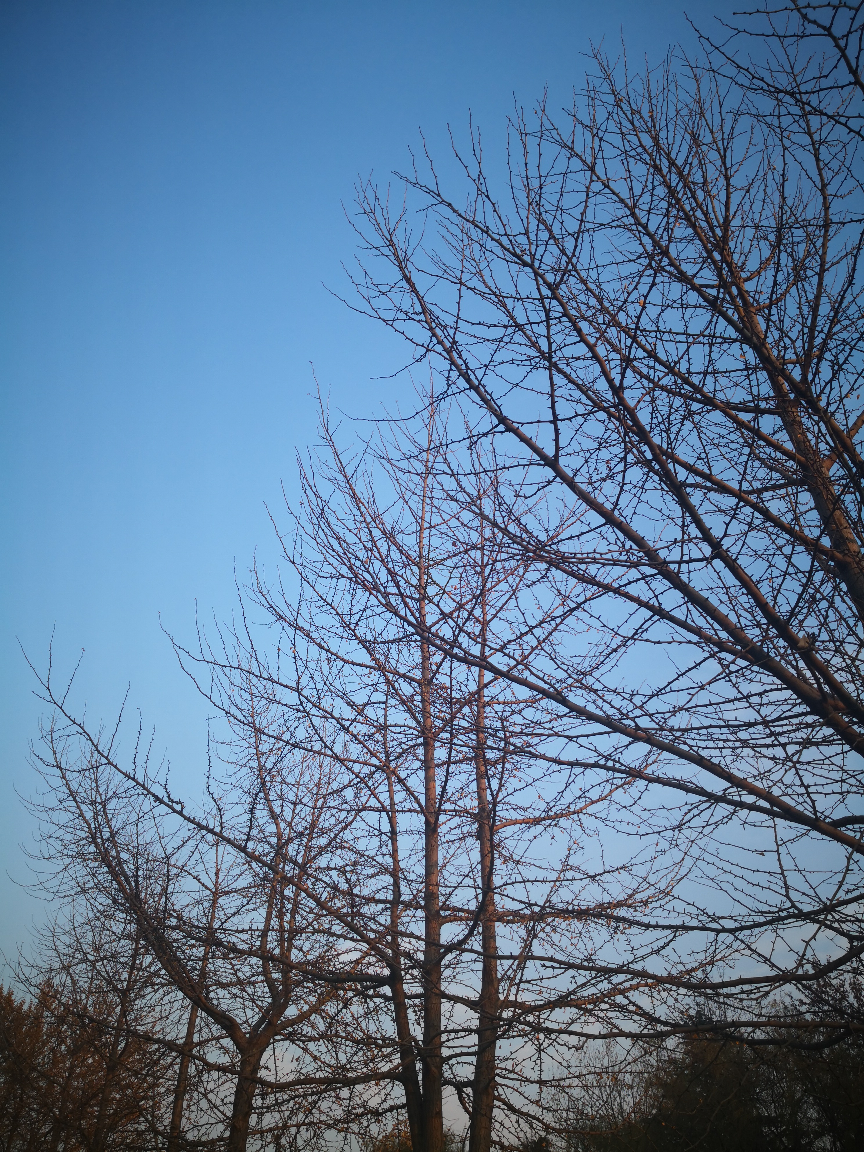 当我走到树下,却发现树枝上的叶已经落到了地上.