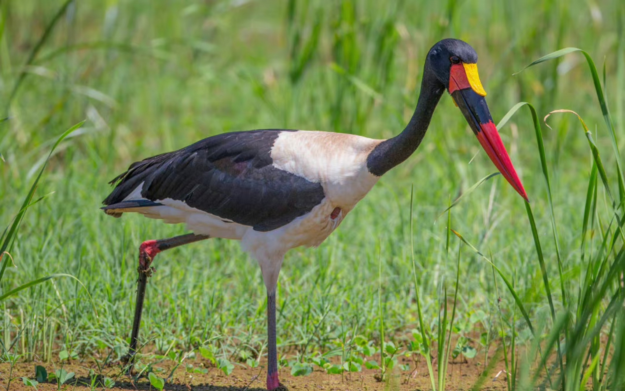 九月动态激励计划# 【鞍嘴鹳 ·好彩头】