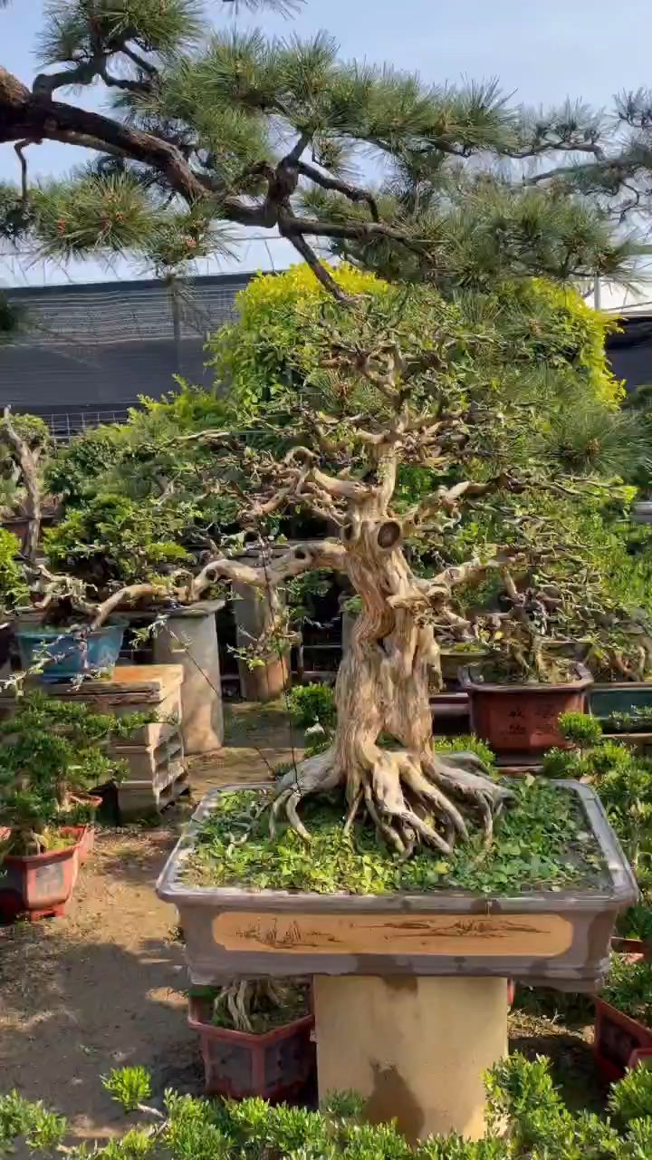 分享一棵岭南九里香苍老古朴