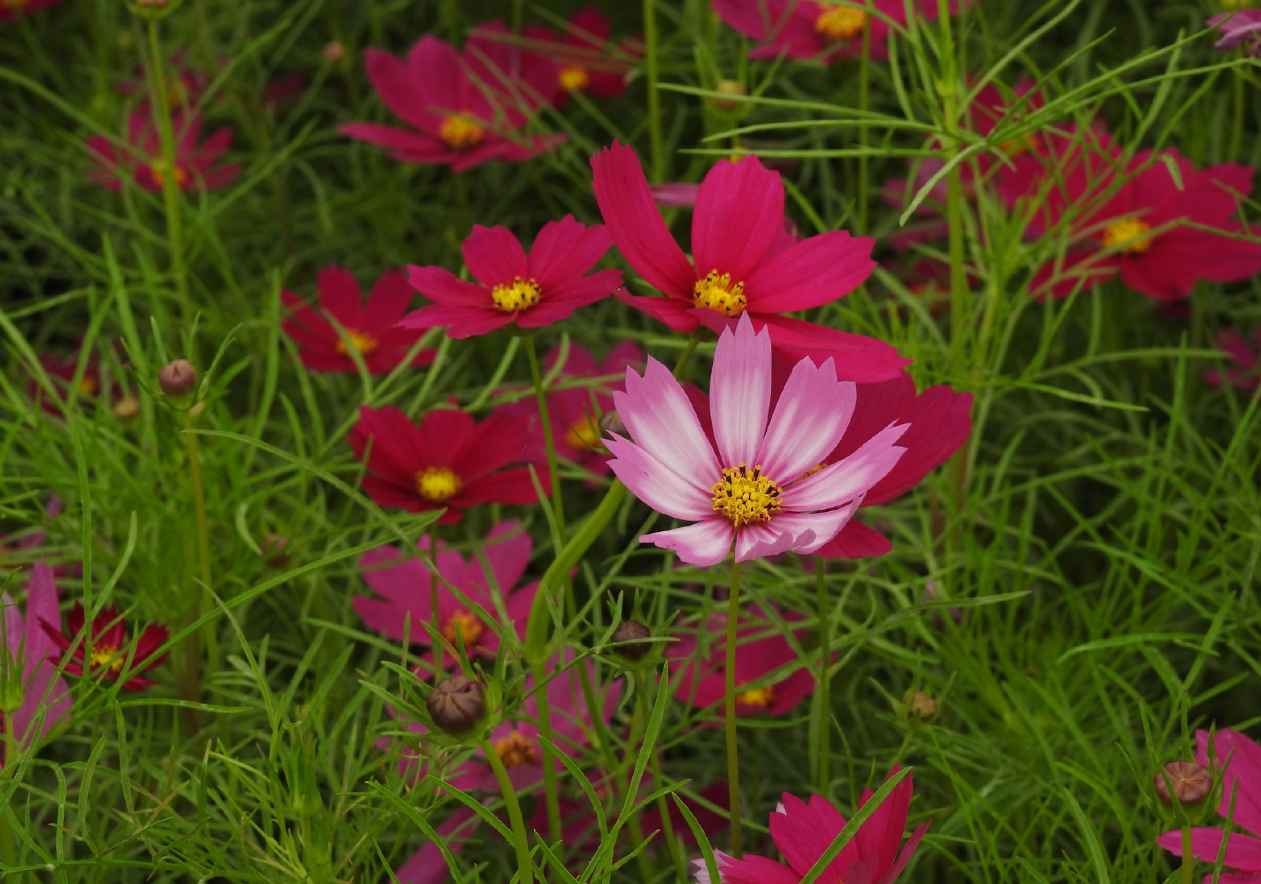红色的波斯菊植物.