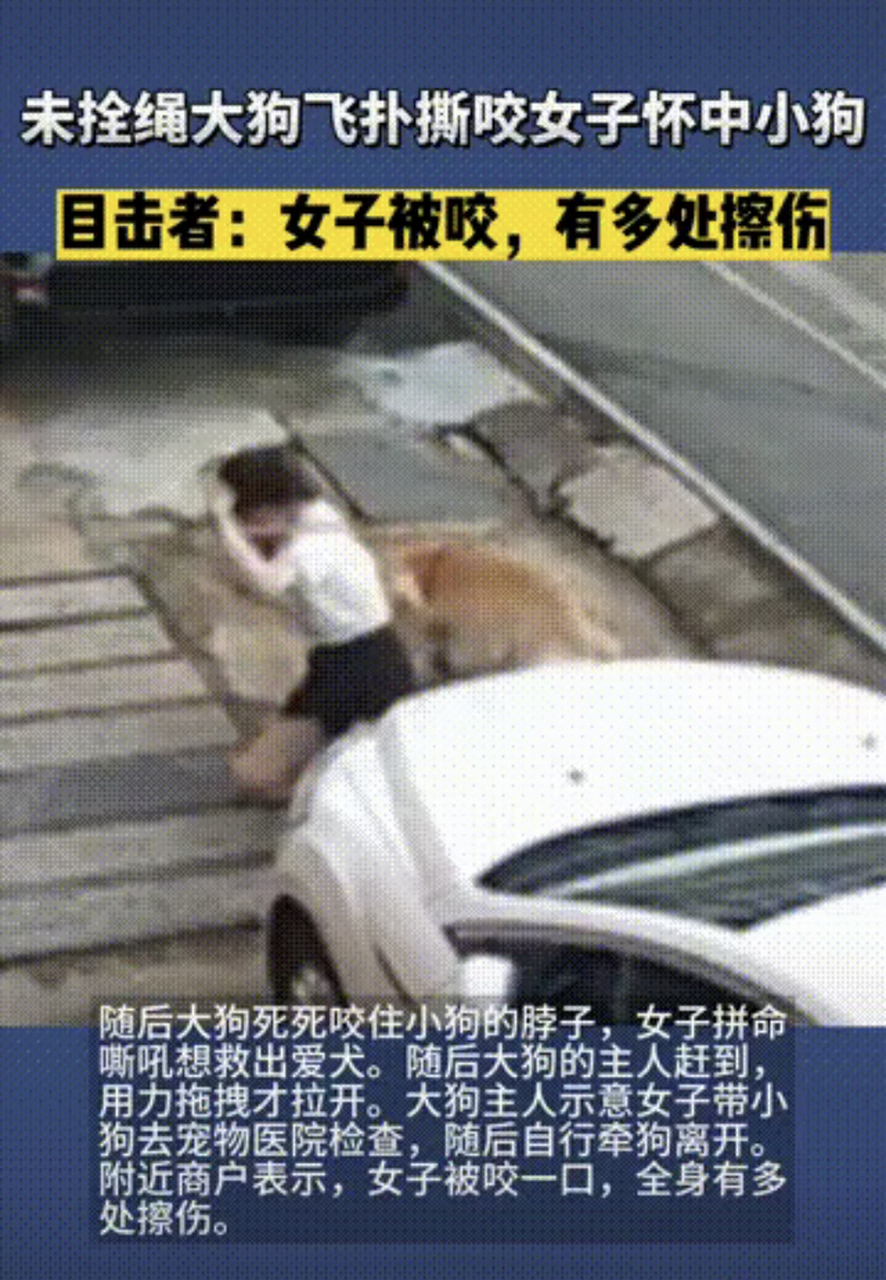在深圳某街道,一条未栓绳的金毛犬突然毫扑向一怀中抱一小狗的女子