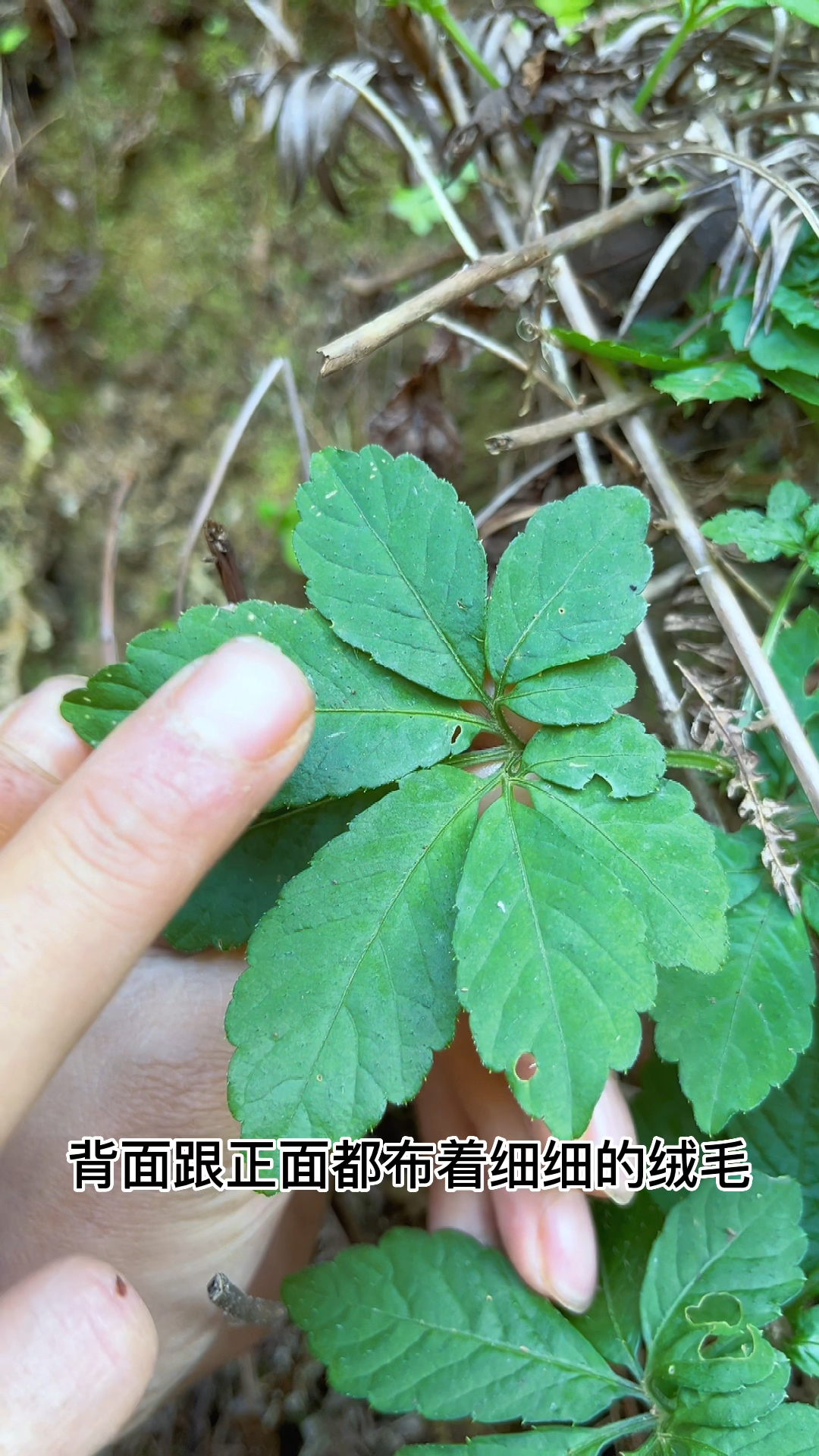 绞股蓝你见过九叶的吗?