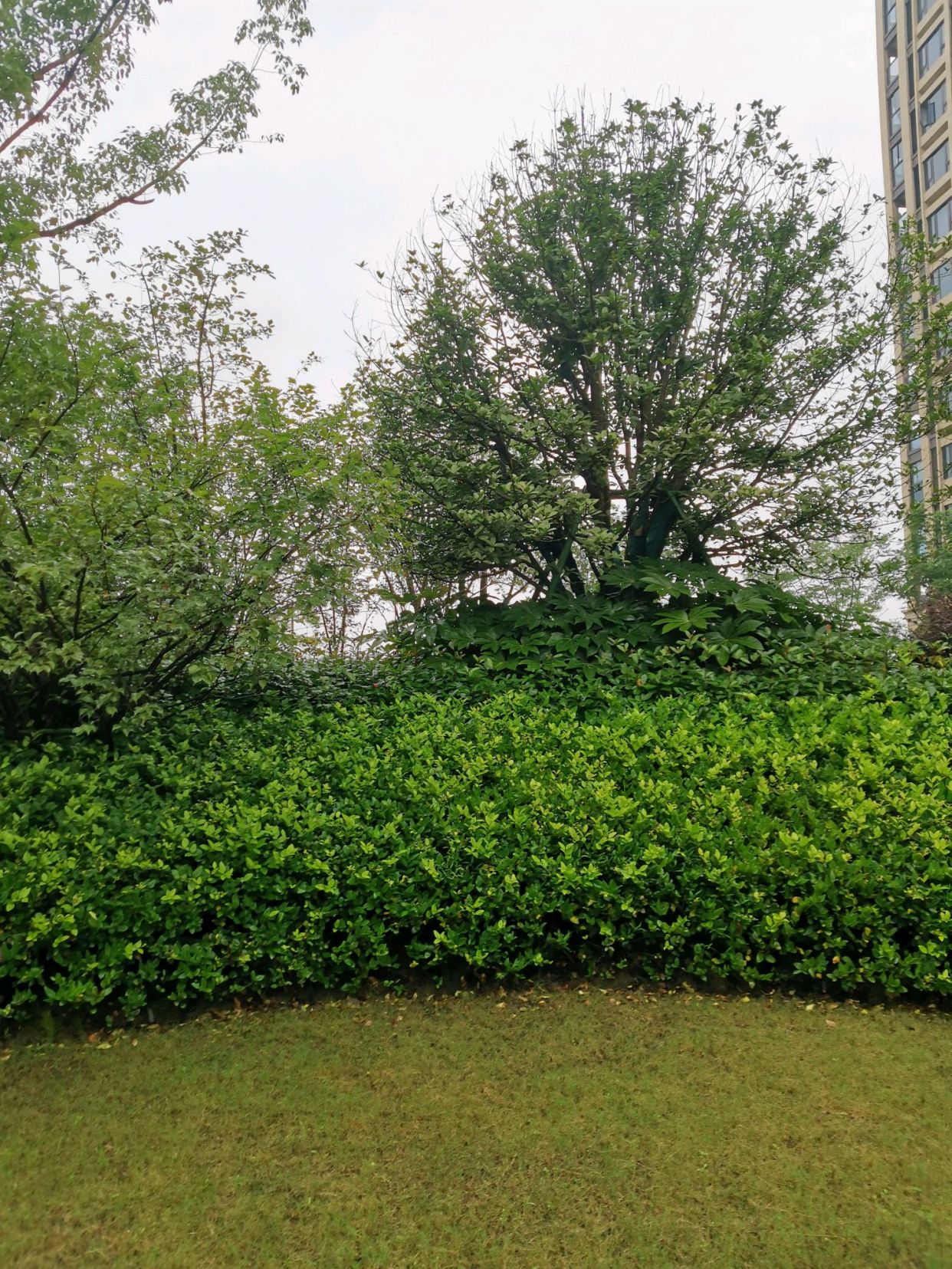 小区绿化常用植物图片