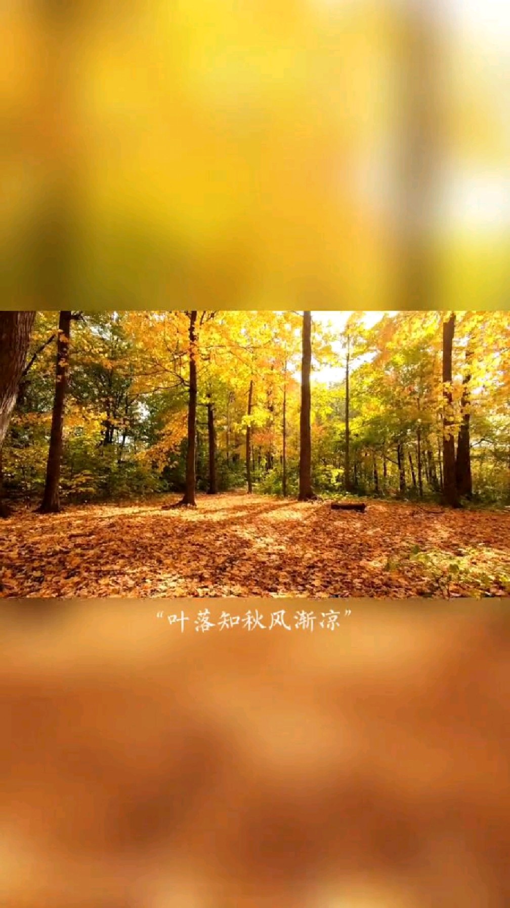 "叶落知秋风渐凉,岁月如梭常忆往,繁华似锦觅安宁,淡云流水度此生"-度