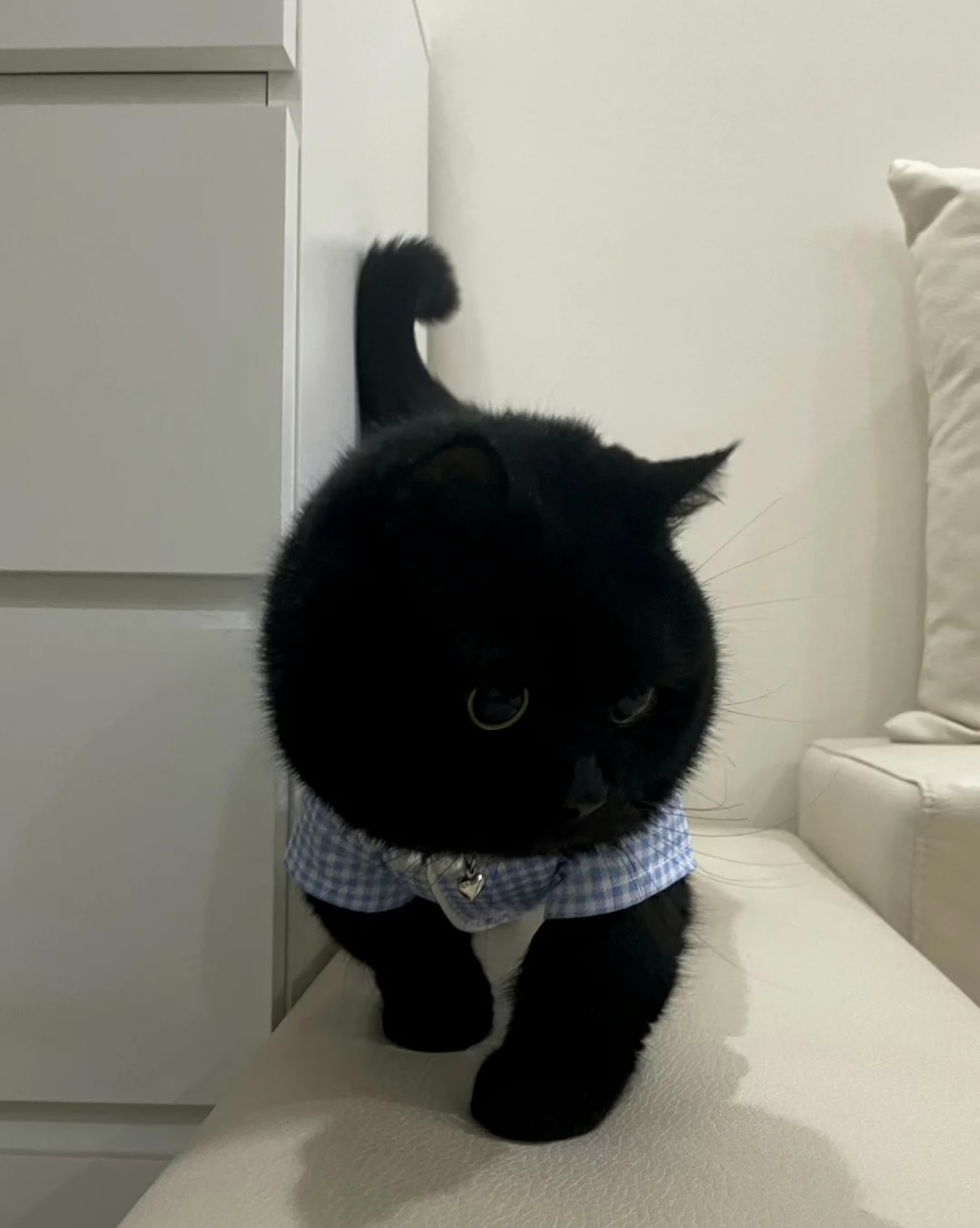 小猫咪会皱眉哎,不信你看它的表情 #搞笑# #猫咪