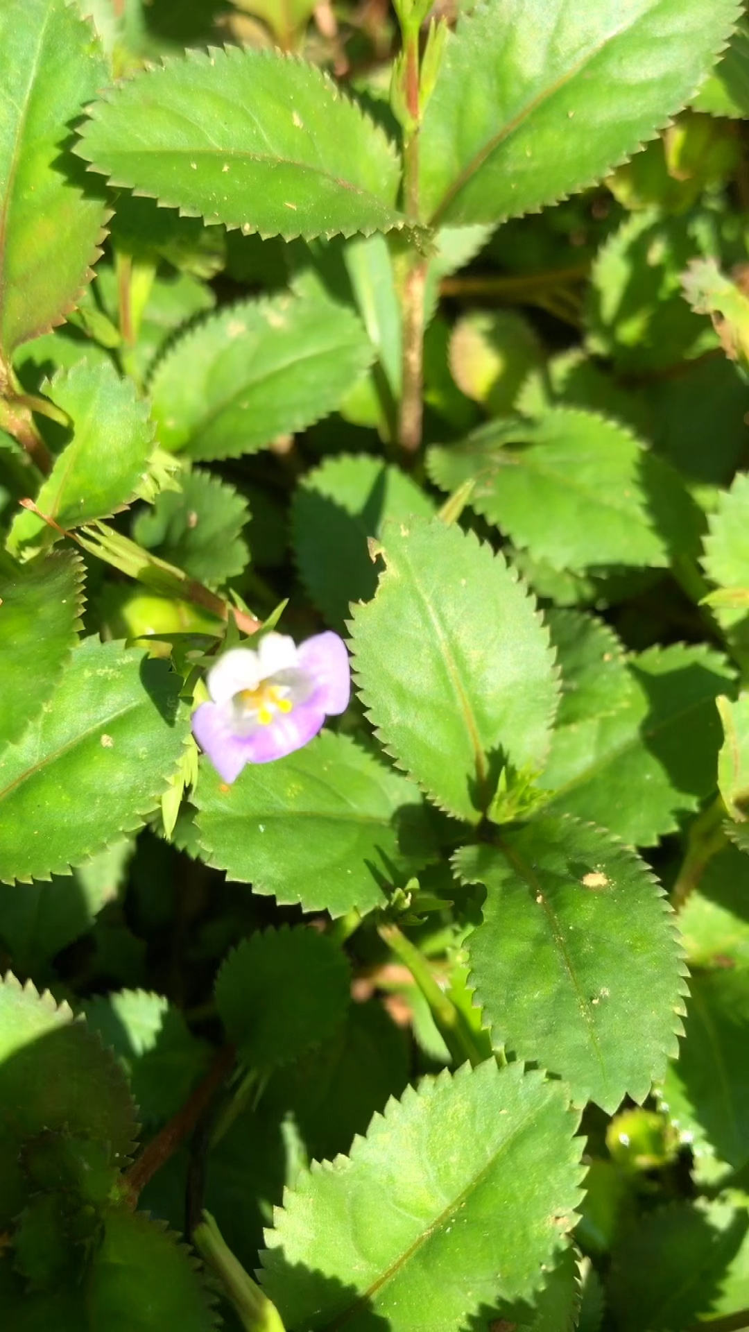 旱田草别称田素馨鸭嘴癀调经草地下茶是一味中药